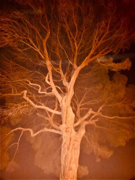 ABC#223 Red tree