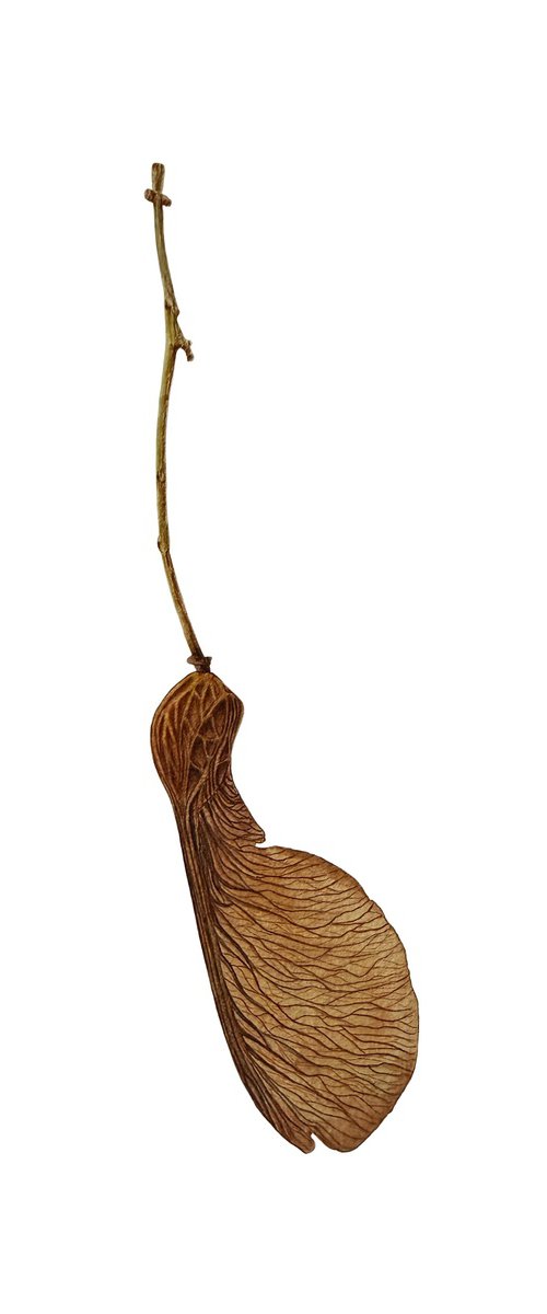 Maple winged seeds by Tina Shyfruk