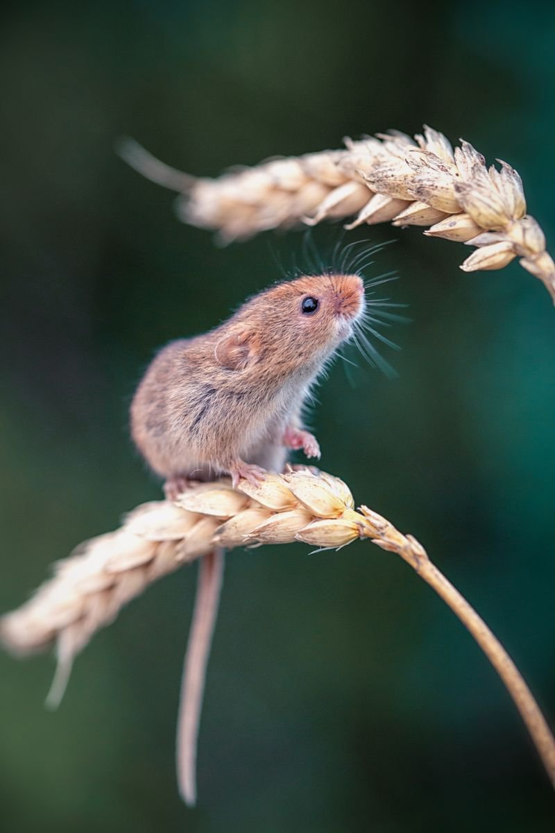 Photorealistic Photograph , Harvest Mouse By Paul Nash, 16 X 24, Artwork For Sale On Artfinder