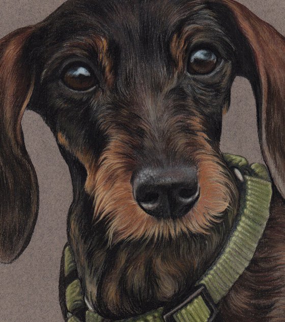 Pastel portrait of Dachshund, 30x21 cm