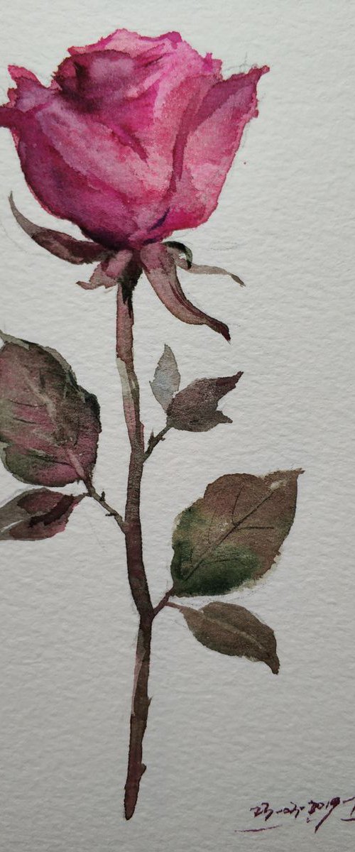 Rose 3 by Jing Chen