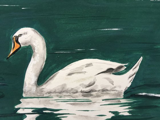 Swimming Swans