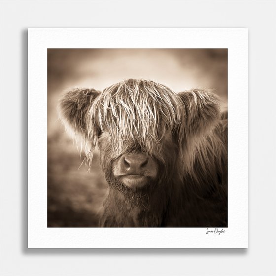 Scottish Highland Cow