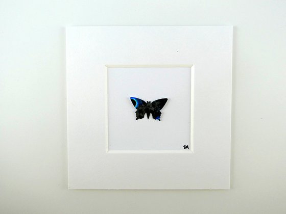 One black and Blue Butterfly