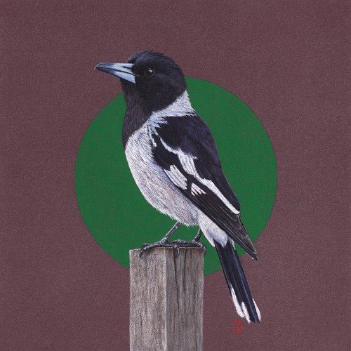 Pied butcherbird by Mikhail Vedernikov