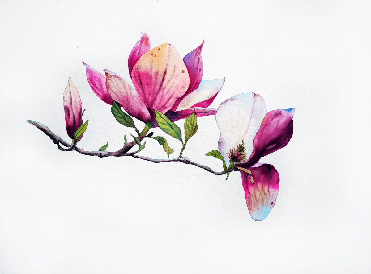 Impressionistic Botanical Watercolour By Delnara El, 15 X 11, Magnolia Flower, Original Artwork