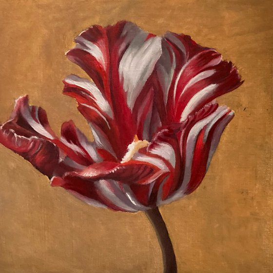 Striped Tulip (2025)
