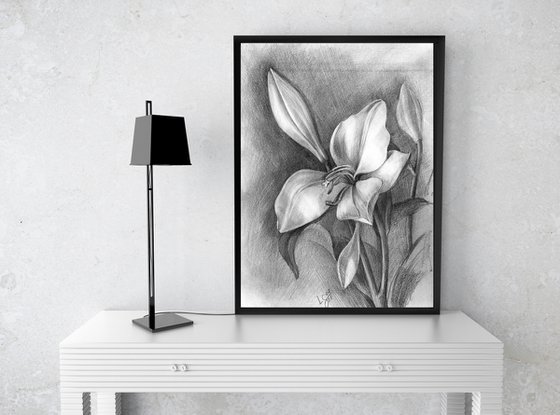 Lily, bud and wilted flower, pencil drawing.