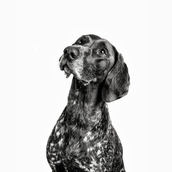 Willow, 1