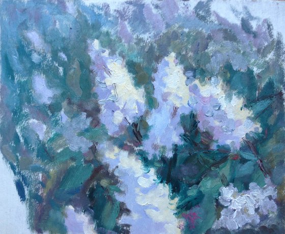 White lilacs blossom