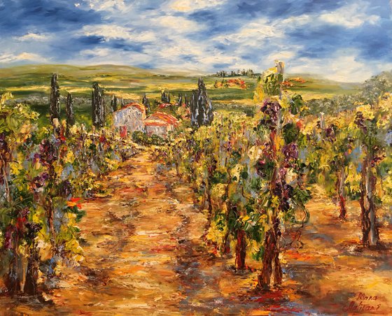 Vignes ensoleillées