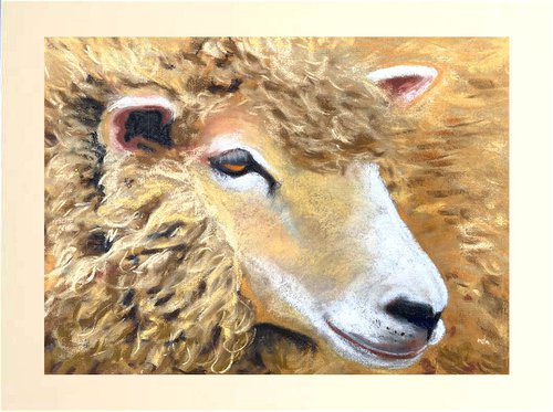 Sheep by Teresa Tanner