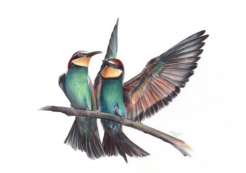 European Bee-eater by Daria Maier