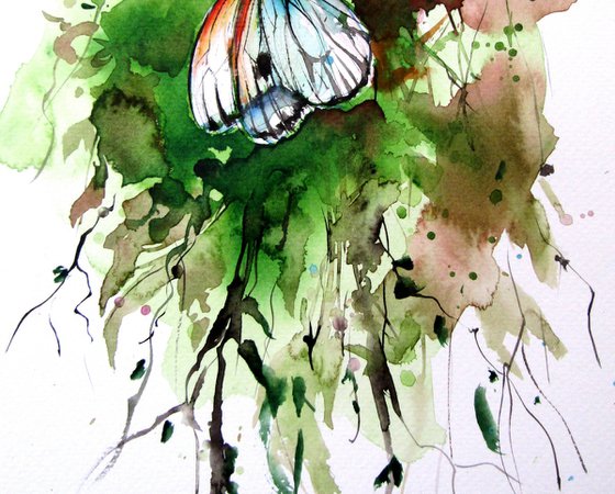 Butterfly collection