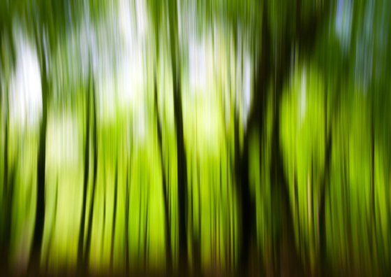 Beech Blur