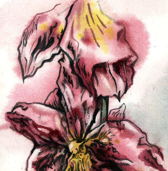 pink oncidium orchid watercolor