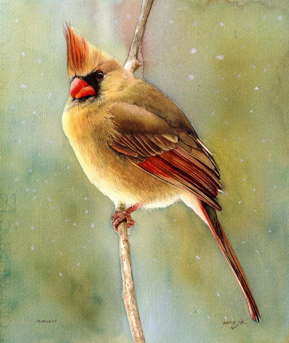 Impressionistic Watercolour , Bird Ccxxxix - Cardinal By Reme Jr., 10 X 12, Artwork For Sale On Artfinder