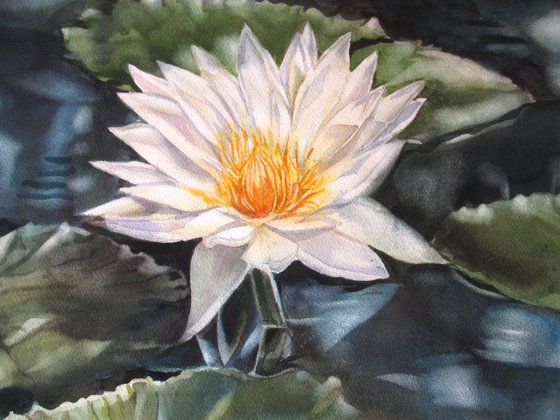 Moonlit water lily