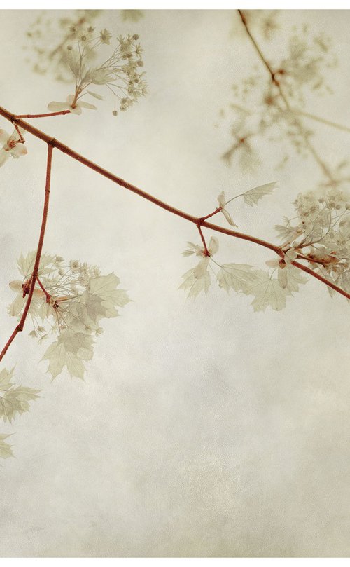 Maple Leaves, 36 x 24" by Brooke T Ryan