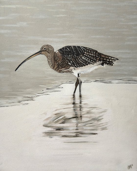 Curlew