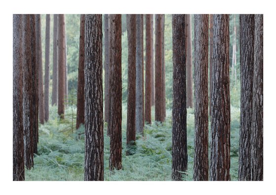 August Pines