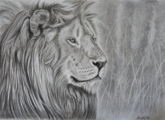 Lion portrait - commission for Karen