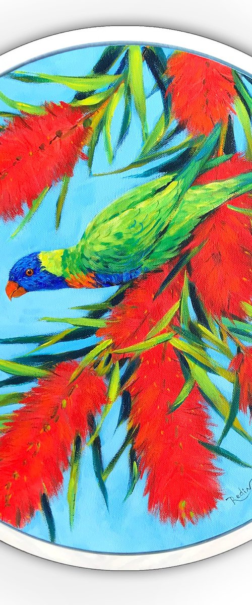 Rainbow lorikeet on blooming Bottlebrush (Callistemon) tree by Irina Redine