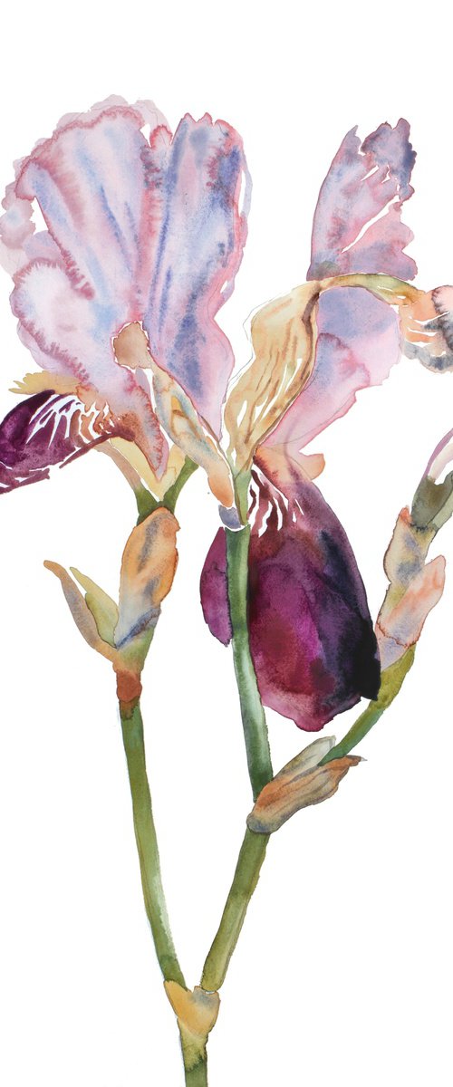 Iris No. 198 by Elizabeth Becker