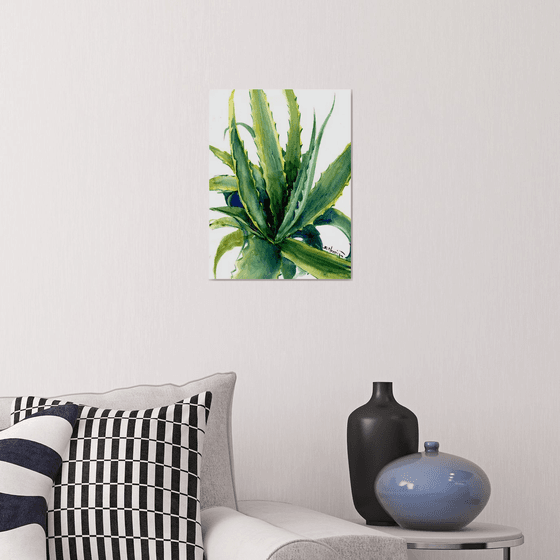 Agave