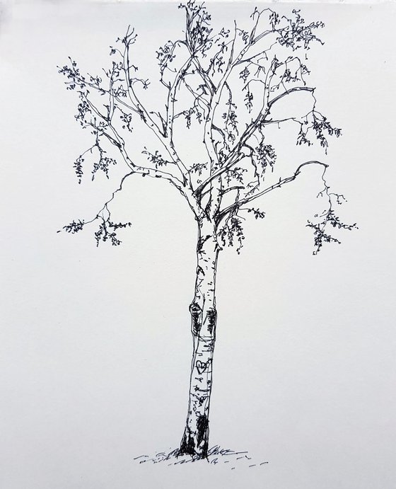 Birch on the Danube Island