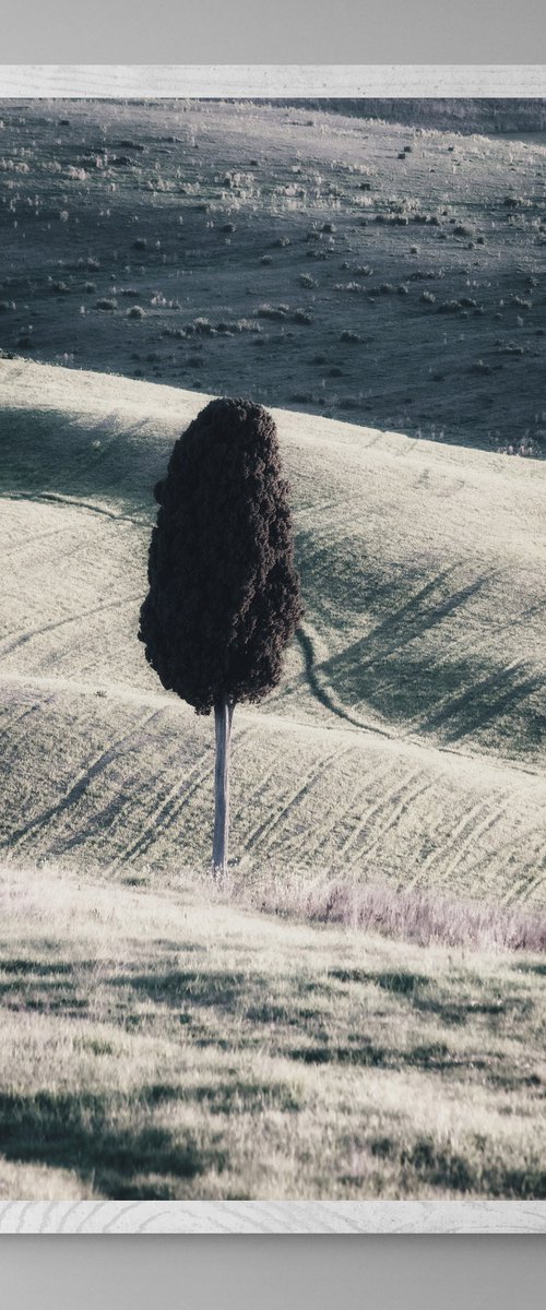 A lone cypress tree by Karim Carella