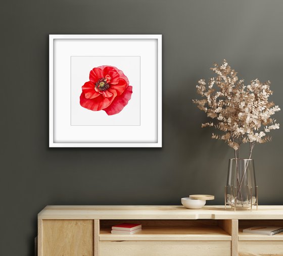 Red poppy. Original watercolour artwork.