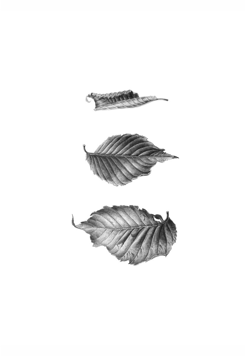 Photorealistic Pencil Drawing , Carpinus Betulus Drawing By Yuliia Prokopchuk, 11 X 17, Artwork For Sale On Artfinder