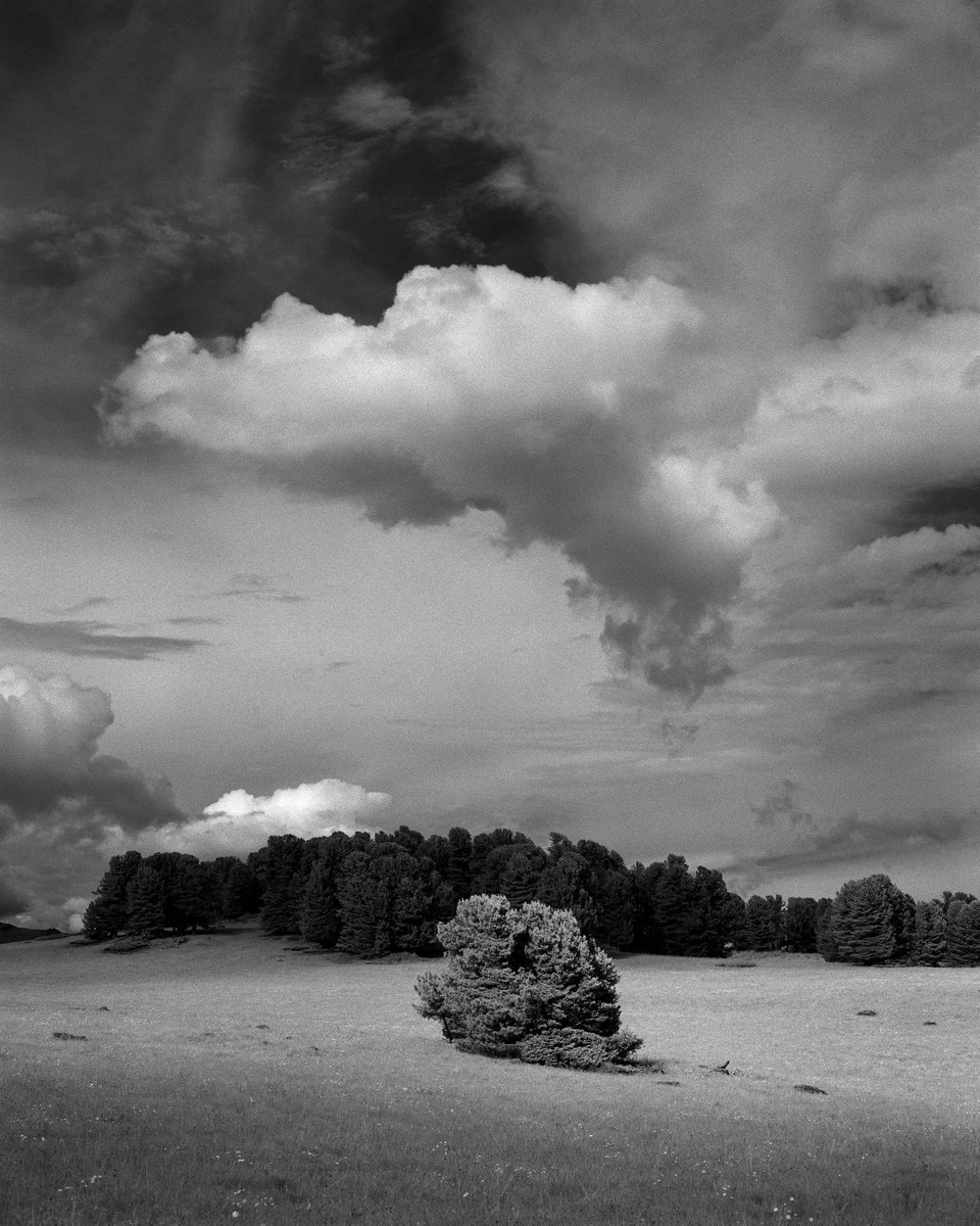 Lone cedar and cloud by Dmitriy Gnatko