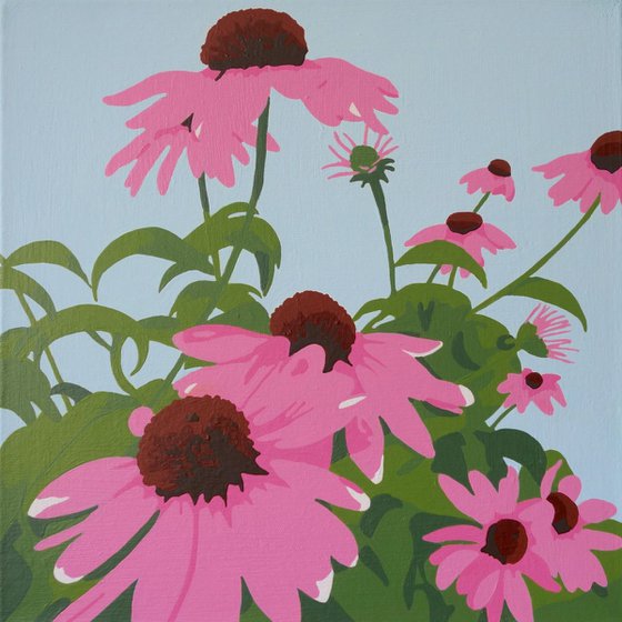 Pink Coneflowers