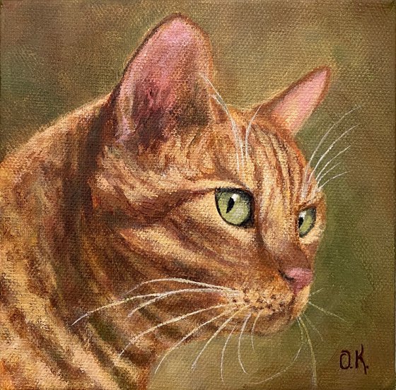 Ginger cat