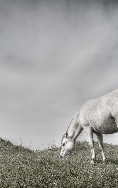 Dune Horse by Steve Deer