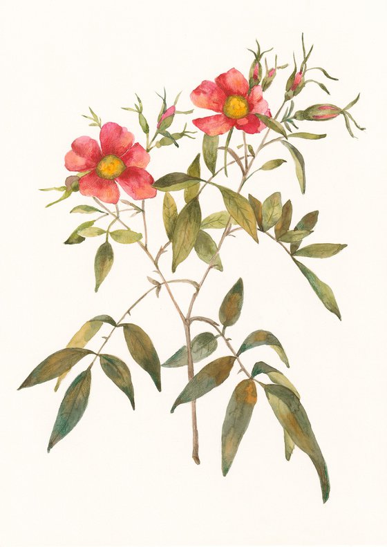 Set of Rosehip Watercolor