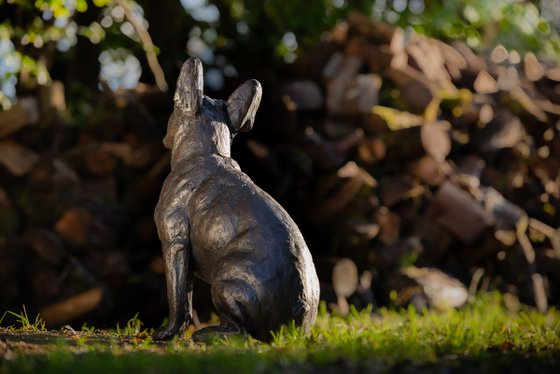 Sitting French Bulldog FB
