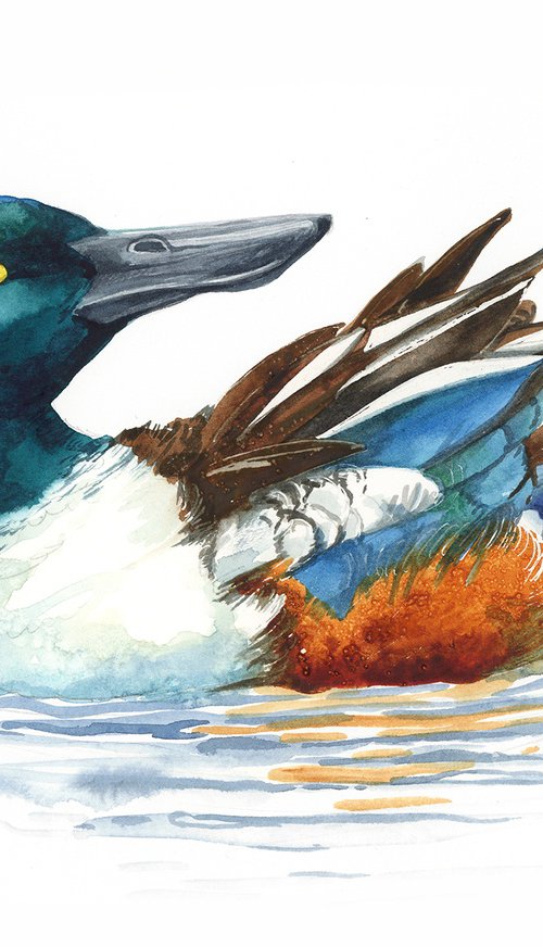 Northern shoveler by Karolina Kijak