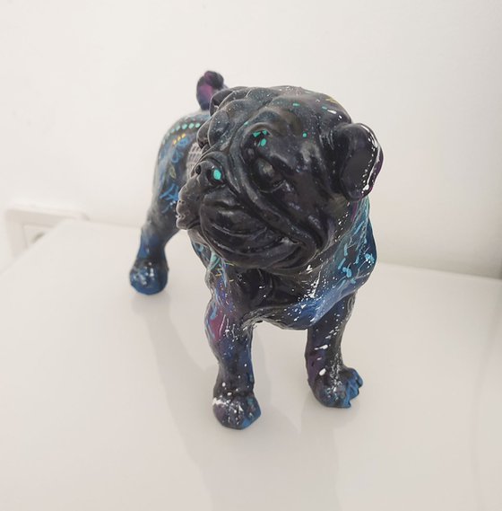 Bouledogue bleu nuit