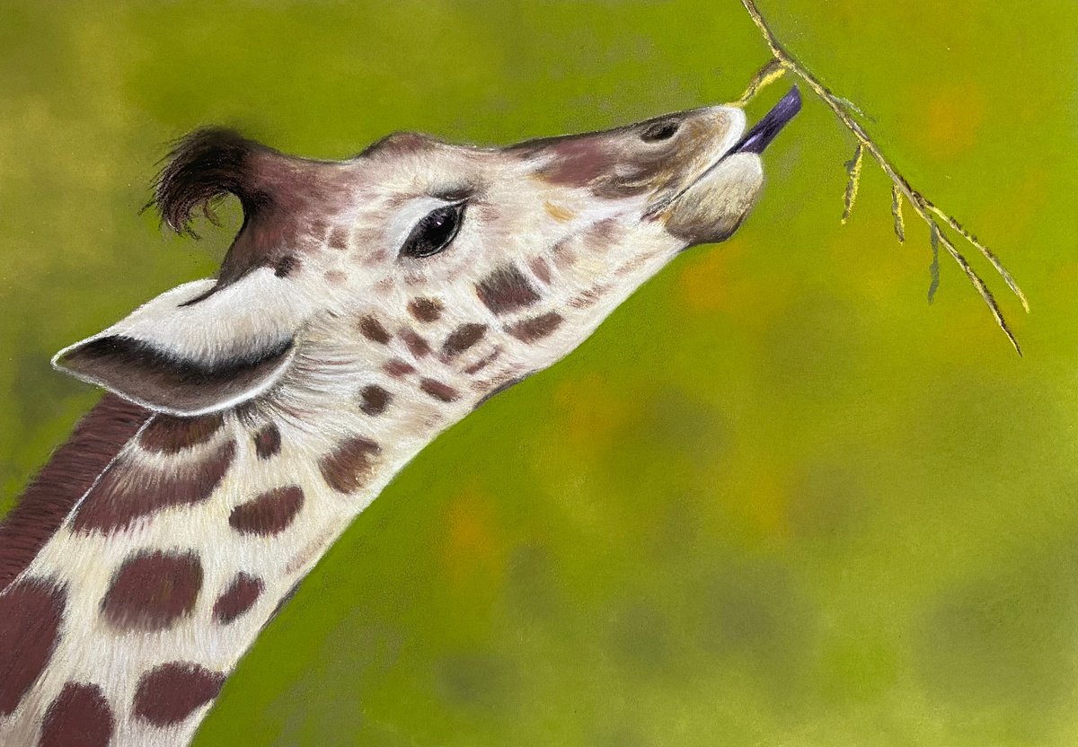 Giraffe by Maxine Taylor