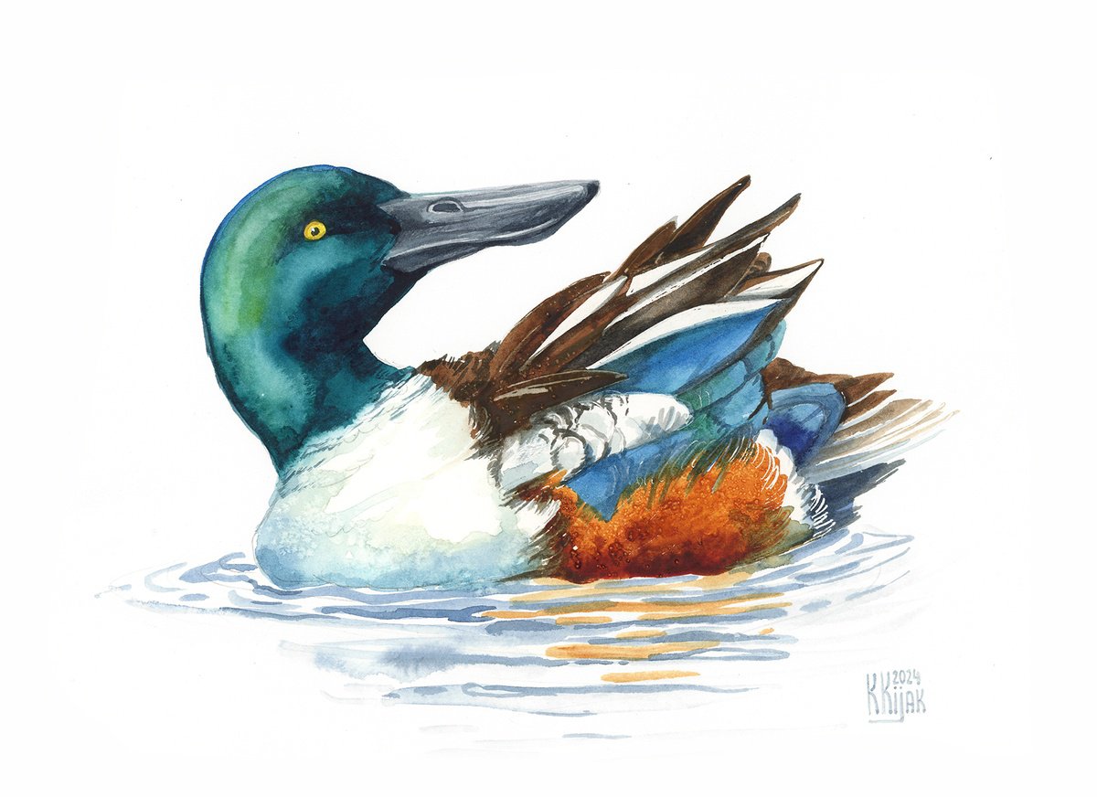 Northern shoveler by Karolina Kijak