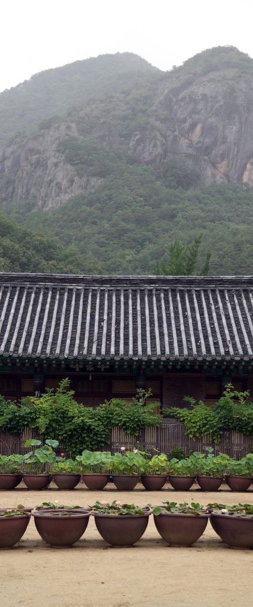 Lotus Bowls Before the Mountain Wall by sangwon jeon