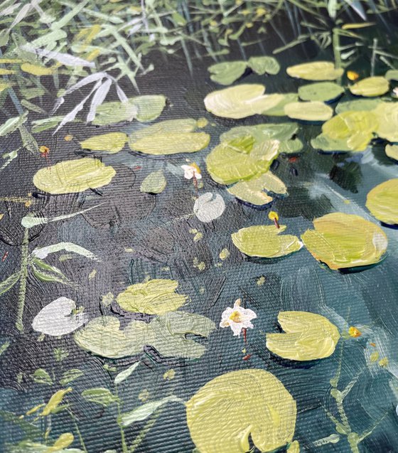 Water lilies.Twilight on the pond.The bay pond