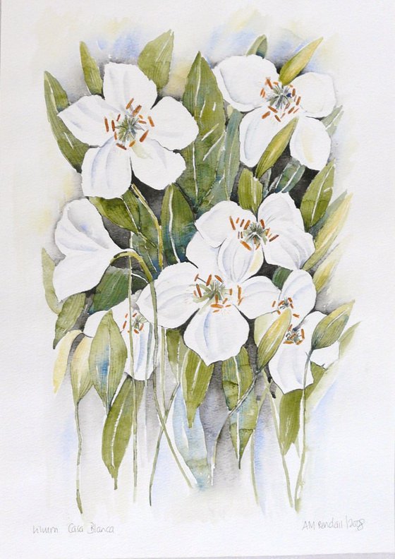 Lilium Casa Blanca (Lily)