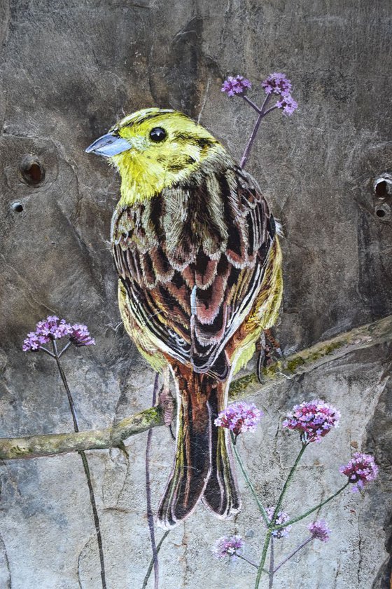 The Yellowhammer - Bird on Slate