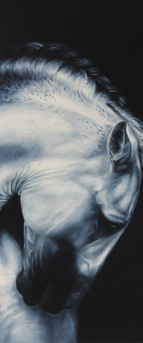 Andalusian horse by Marie Madej