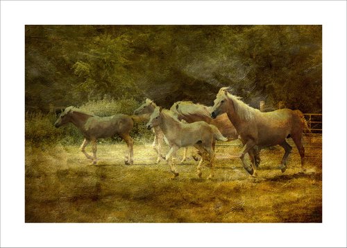 Running Horses by Martin  Fry