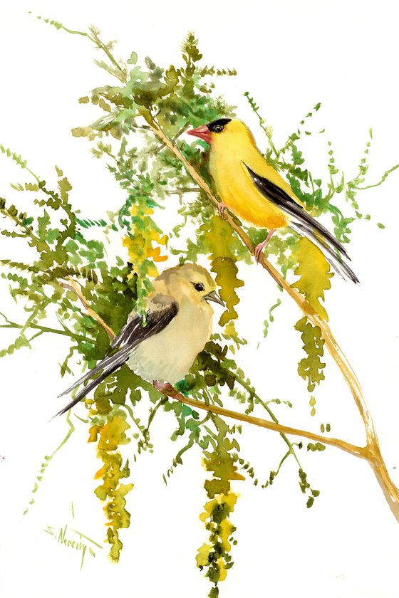 American Goldfinch